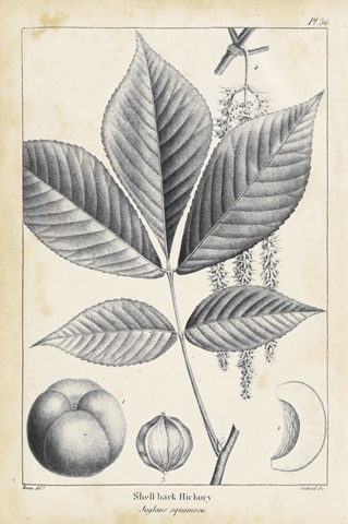 Vintage Hickory Tree