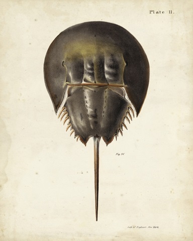 Vintage Horseshoe Crab