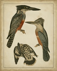 Vintage Kingfishers I