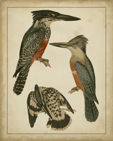 Vintage Kingfishers I