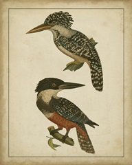 Vintage Kingfishers II