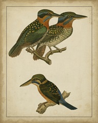 Vintage Kingfishers III