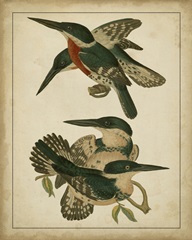 Vintage Kingfishers IV