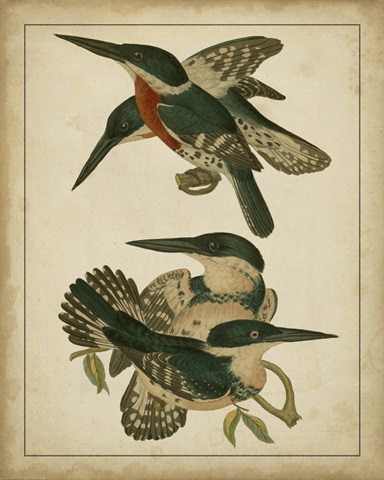 Vintage Kingfishers IV