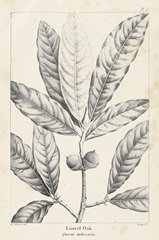 Vintage Laurel Oak Tree