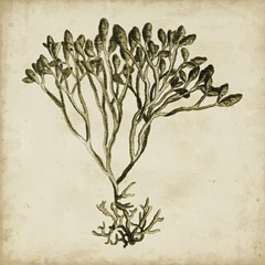 Vintage Seaweed IV