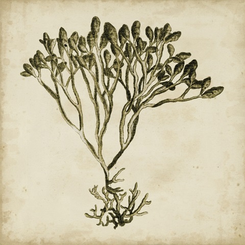 Vintage Seaweed IV