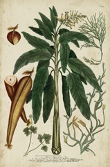 Vintage Tropicals II