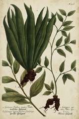 Vintage Tropicals VI