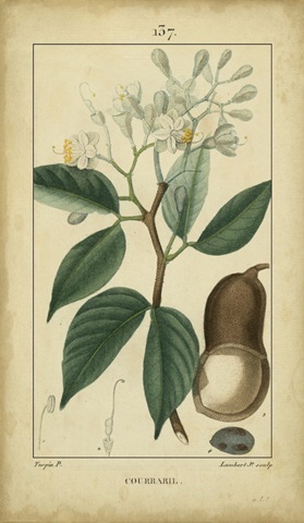 Vintage Turpin Botanical I