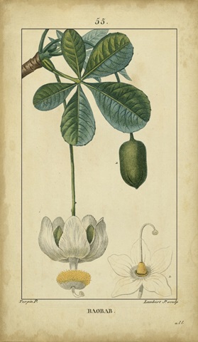 Vintage Turpin Botanical II