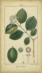 Vintage Turpin Botanical III