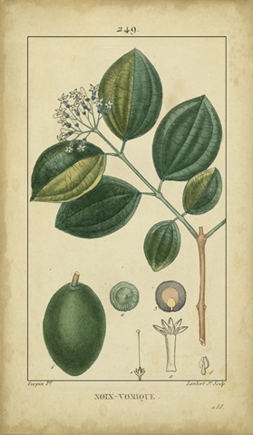 Vintage Turpin Botanical III