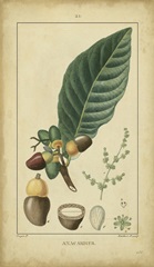 Vintage Turpin Botanical IV