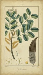 Vintage Turpin Botanical VII