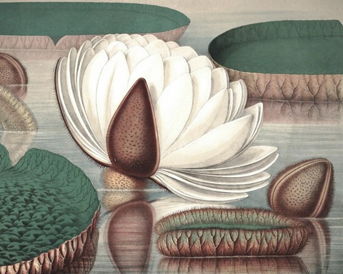 Vintage Water Lily I