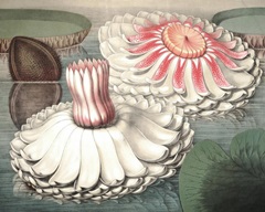 Vintage Water Lily II