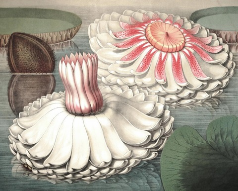 Vintage Water Lily II