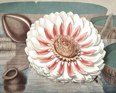 Vintage Water Lily III