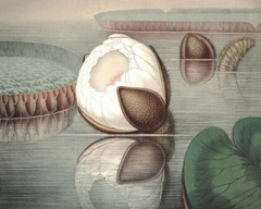 Vintage Water Lily IV