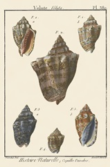 Volute Shell pl. 380