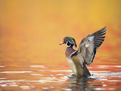 Water Bird Glimpse III