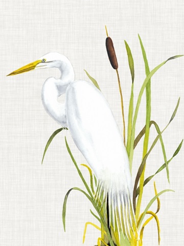 Waterbirds and Cattails IV