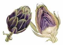 Watercolor Artichoke