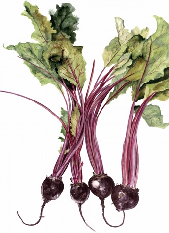 Watercolor Beets