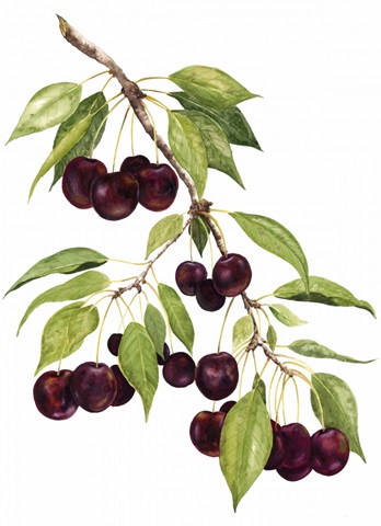 Watercolor Cherries