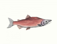 Watercolor Deep Sea Fish III