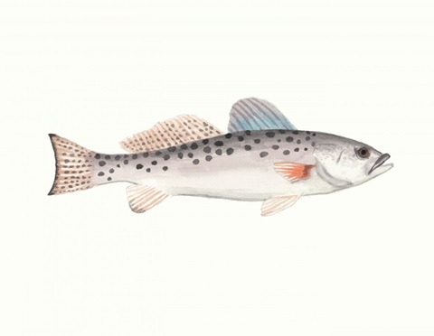 Watercolor Deep Sea Fish IV