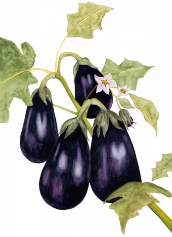 Watercolor Eggplant
