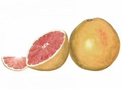 Watercolor Grapefruit