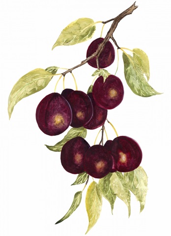 Watercolor Plums