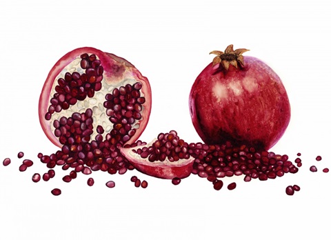 Watercolor Pomegranate