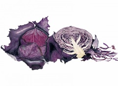 Watercolor Purple Cabbage