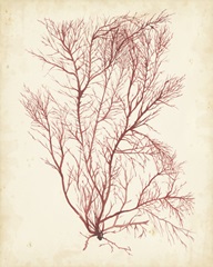 Watercolor Sea Grass I