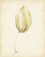 Watercolor Sea Grass III