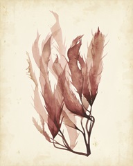 Watercolor Sea Grass IV