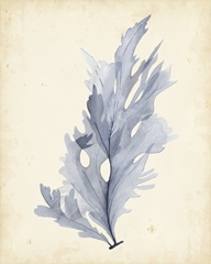 Watercolor Sea Grass VI