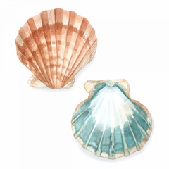 Watercolor Shells I