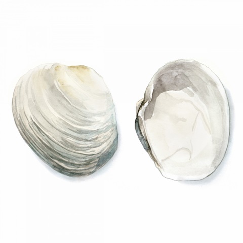 Watercolor Shells II