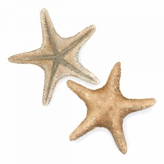 Watercolor Shells III