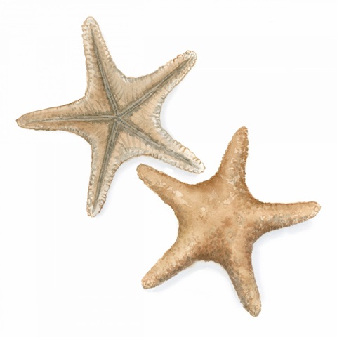 Watercolor Shells III