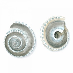 Watercolor Shells IV