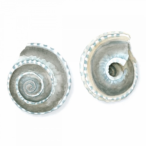 Watercolor Shells IV