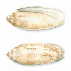 Watercolor Shells V