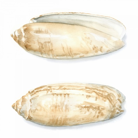 Watercolor Shells V
