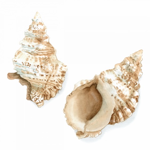 Watercolor Shells VII